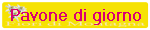 Pavone di giorno